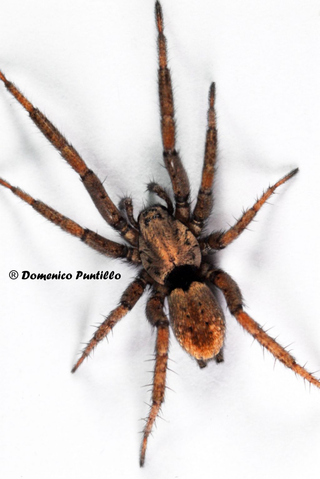Gnaphosidae: Nomisia sp.  - Valle del Crati (CS)