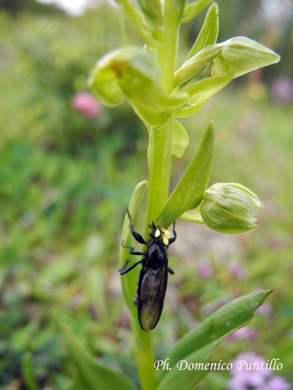 Bibionidae: Bibio sp., femmina