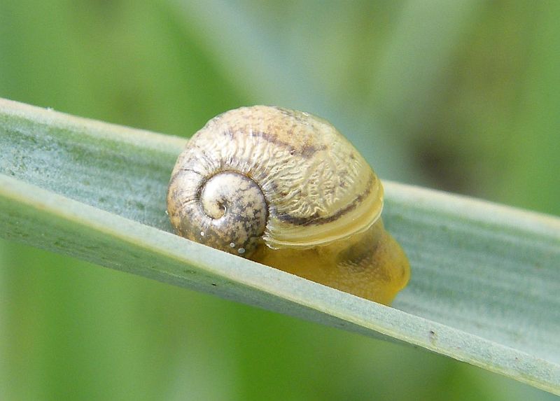 Gasteropode da ID