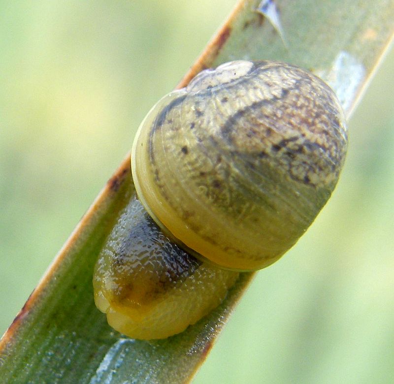 Gasteropode da ID