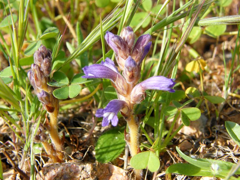 Orobanche nana / Succiamele ramoso