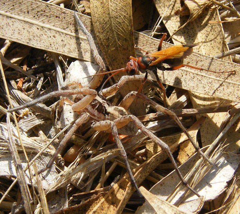 Cryptocheilus sp. preda maschio di Hogna radiata