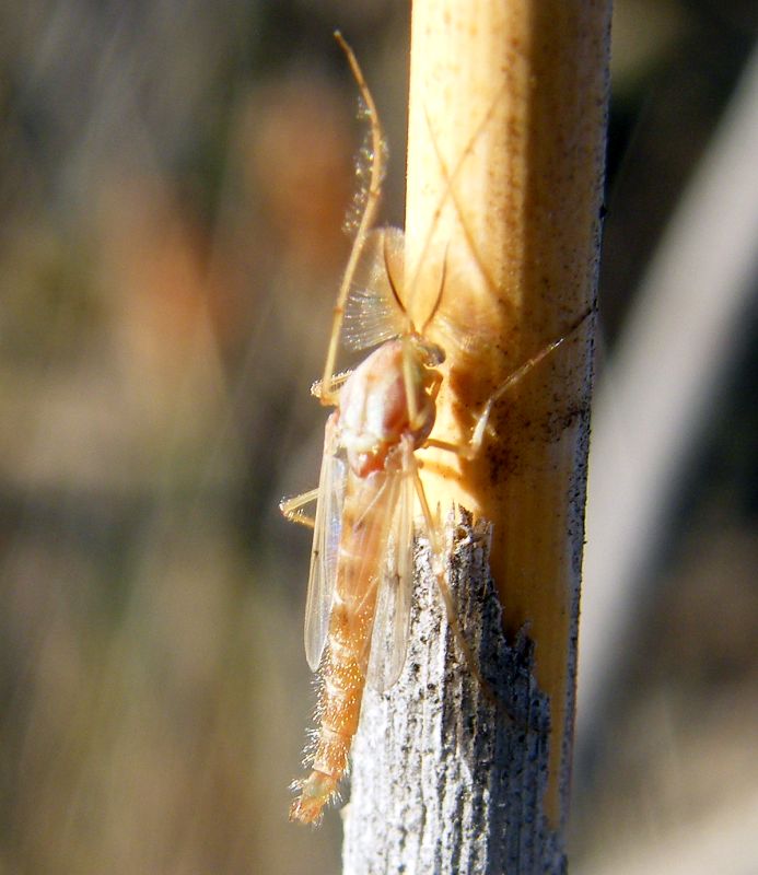 Chironomide?