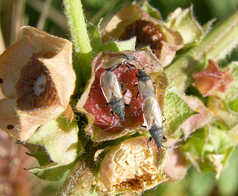 Oxycarenus hyalinipennis x Oxycarenus lavaterae