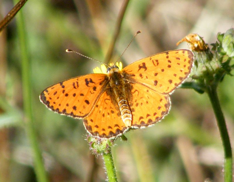 Melithea? Melitaea didyma