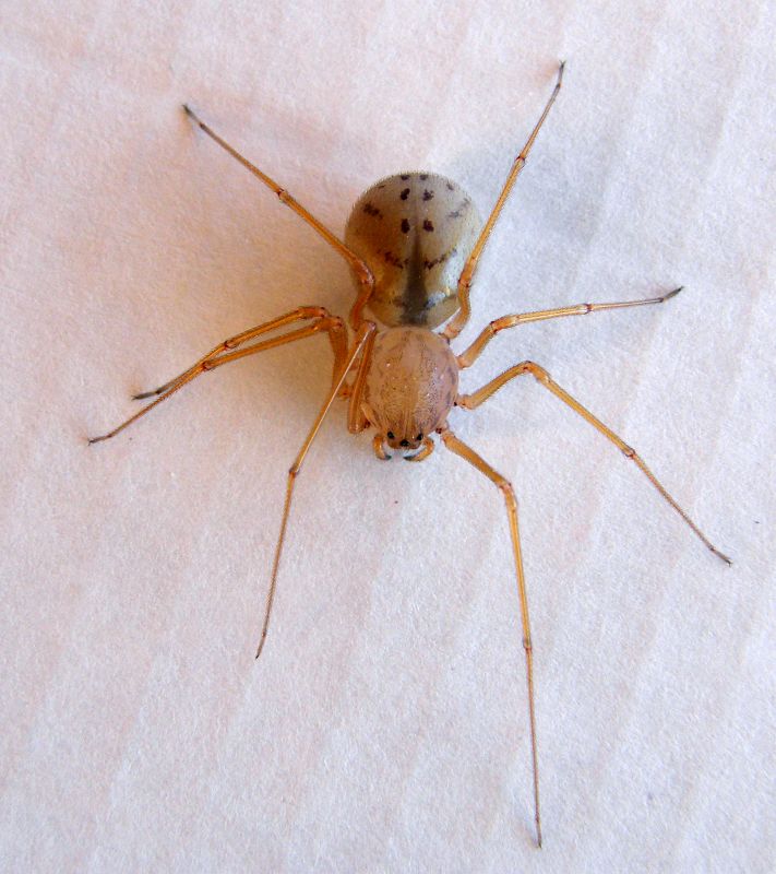 Scytodes sp. - Cagliari