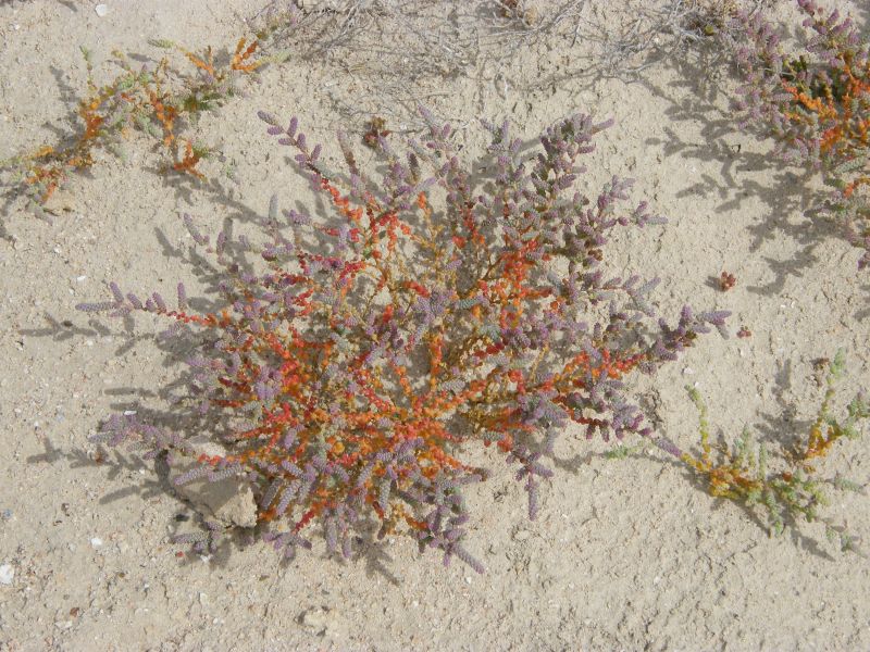Halopeplis amplexicaulis / Salicornia amplessicaule