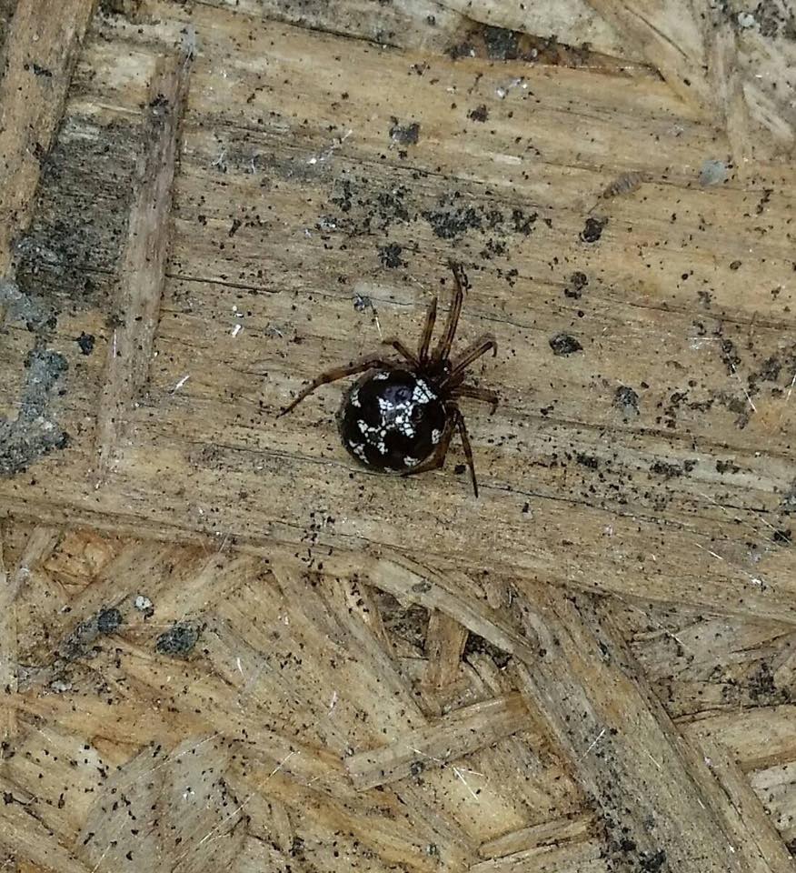 Theridiidae:  Steatoda cfr. triangulosa  - San Sperate (CA)