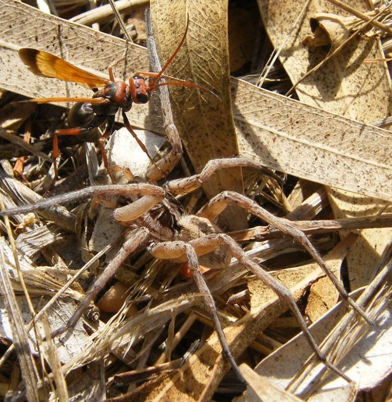 Cryptocheilus sp. preda maschio di Hogna radiata