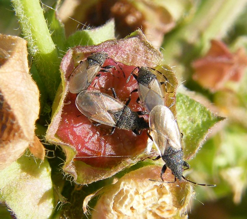 Oxycarenus hyalinipennis x Oxycarenus lavaterae