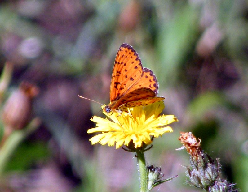 Melithea? Melitaea didyma