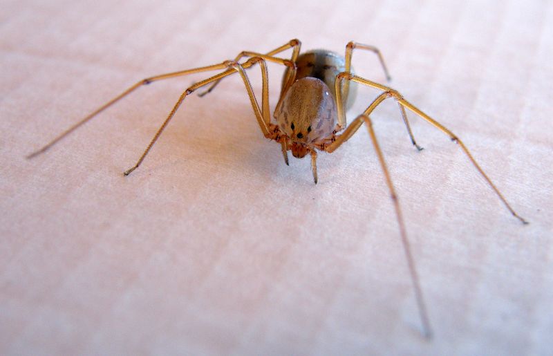Scytodes sp. - Cagliari