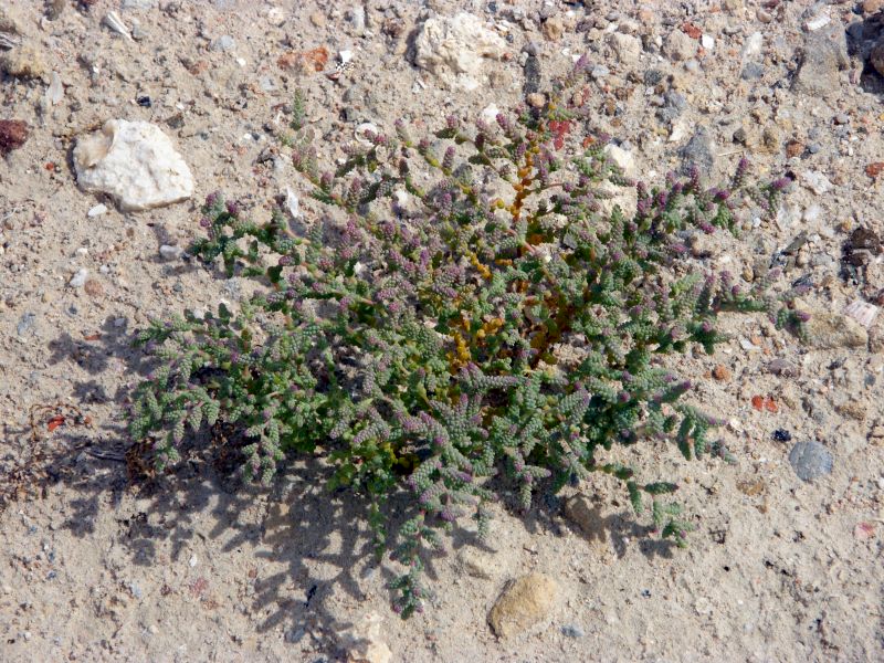 Halopeplis amplexicaulis / Salicornia amplessicaule