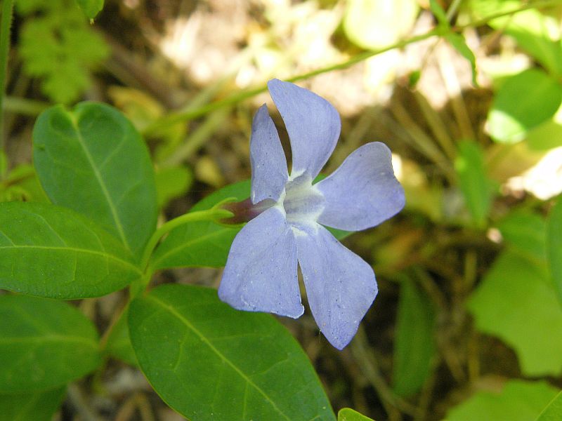 Vinca minor / Pervinca minore