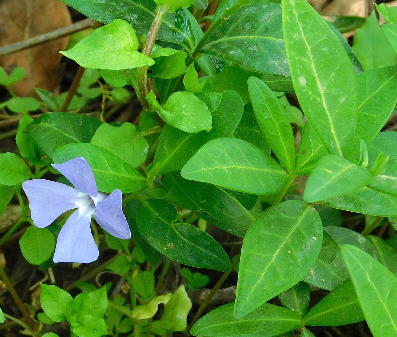 Vinca minor / Pervinca minore