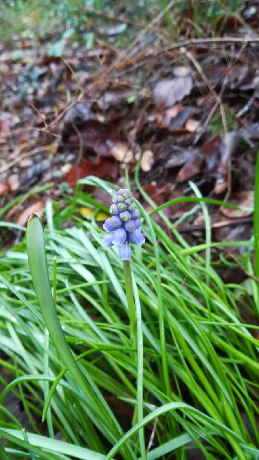 Liliacea da ID, no: Asparagaceae Muscari neglectum