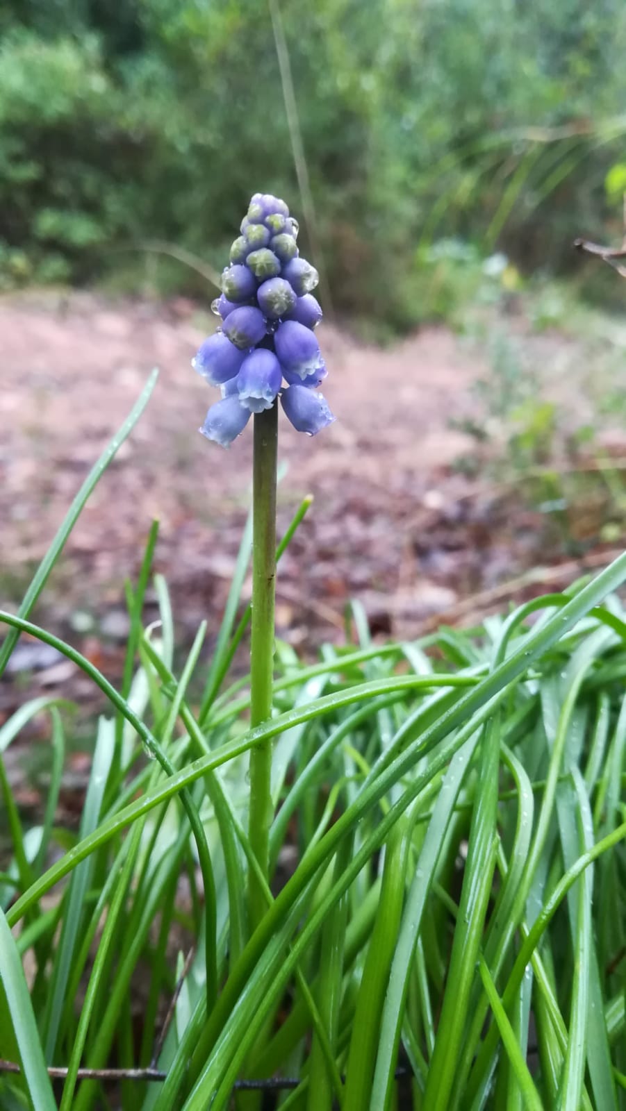 Liliacea da ID, no: Asparagaceae Muscari neglectum