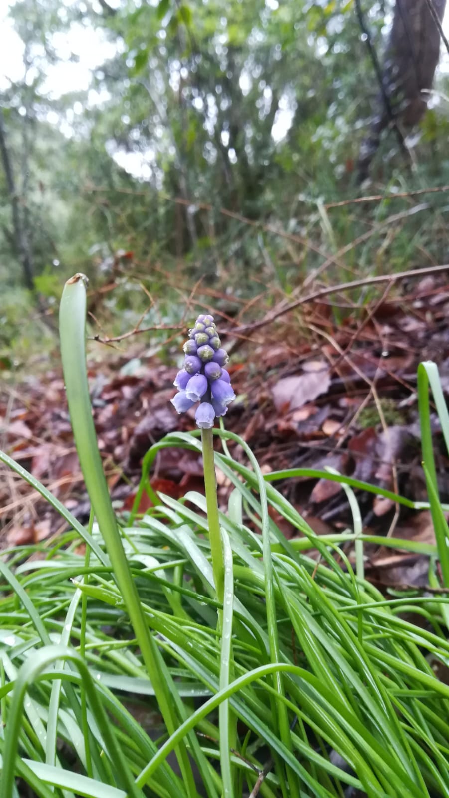 Liliacea da ID, no: Asparagaceae Muscari neglectum