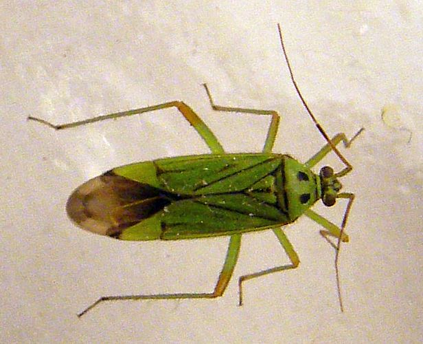 Miridae: Mermitelocerus schmidtii?  S