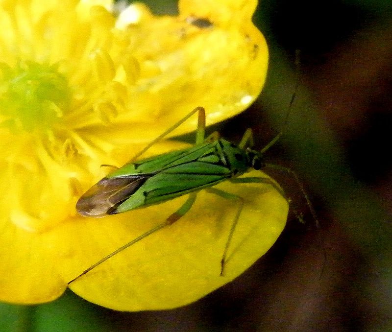 Miridae: Mermitelocerus schmidtii?  S