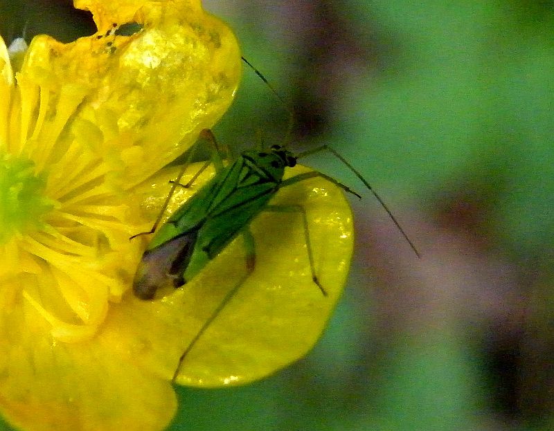 Miridae: Mermitelocerus schmidtii?  S