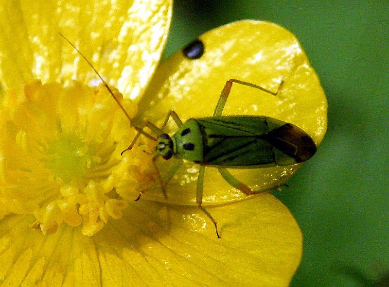 Miridae: Mermitelocerus schmidtii?  S