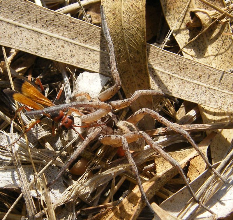 Cryptocheilus sp. preda maschio di Hogna radiata