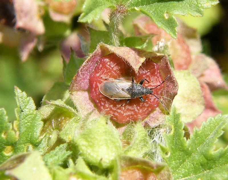 Oxycarenus hyalinipennis x Oxycarenus lavaterae