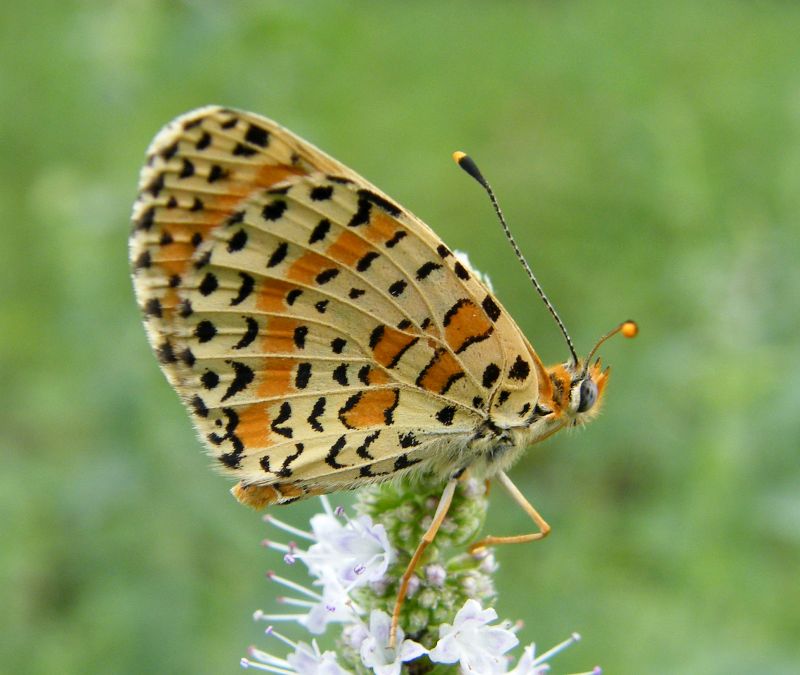 Melithea? Melitaea didyma