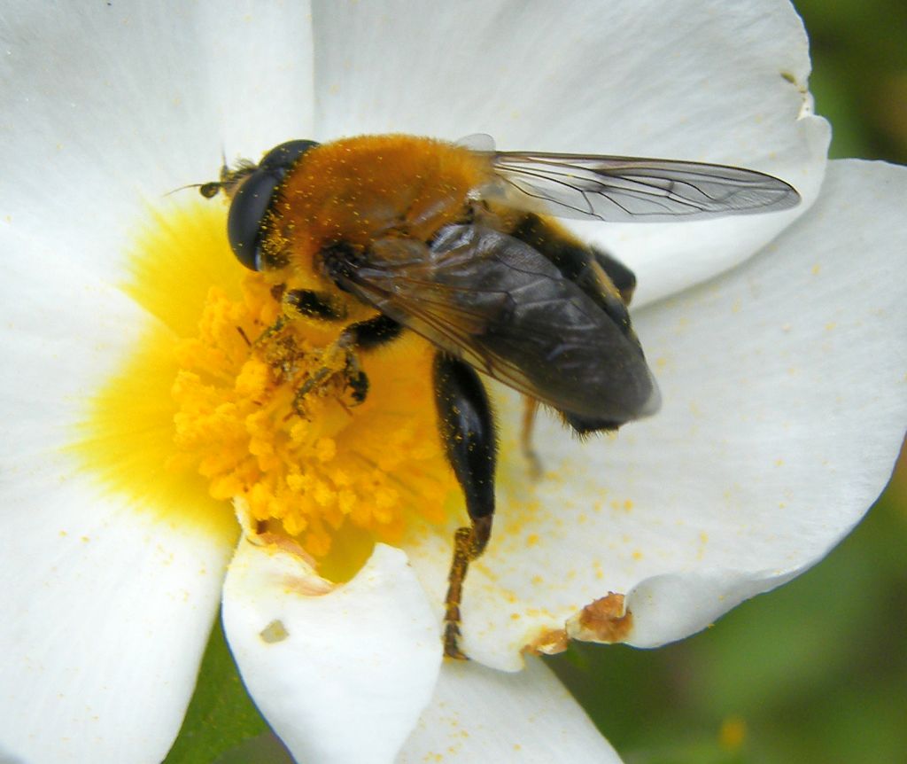 Maschio di Mallota cimbiciformis (Syrphidae)