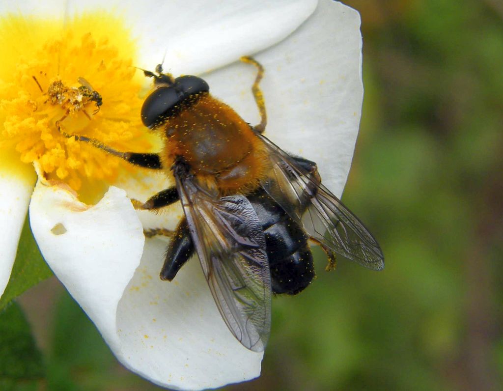 Maschio di Mallota cimbiciformis (Syrphidae)