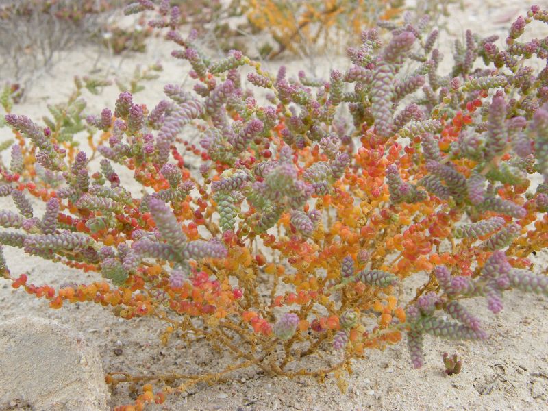 Halopeplis amplexicaulis / Salicornia amplessicaule