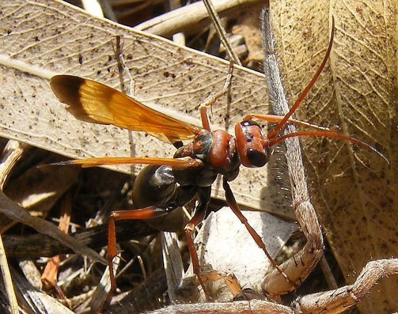 Cryptocheilus sp. preda maschio di Hogna radiata