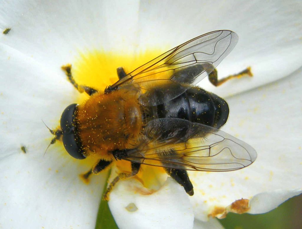 Maschio di Mallota cimbiciformis (Syrphidae)