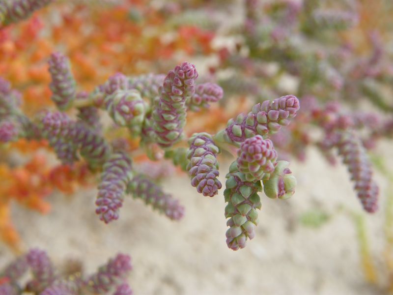 Halopeplis amplexicaulis / Salicornia amplessicaule