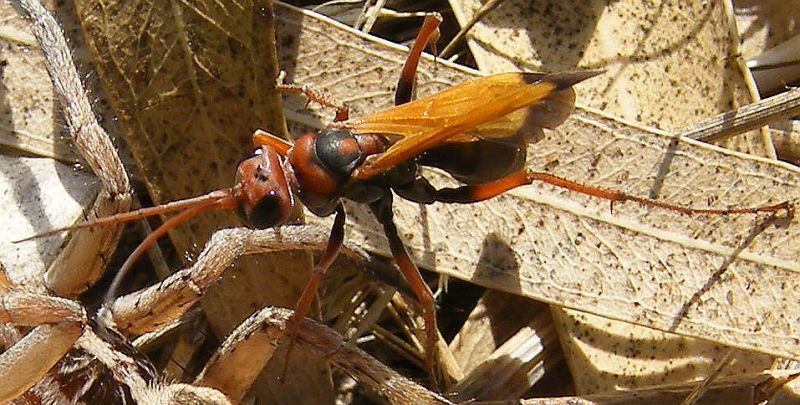 Cryptocheilus sp. preda maschio di Hogna radiata