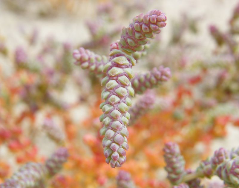 Halopeplis amplexicaulis / Salicornia amplessicaule