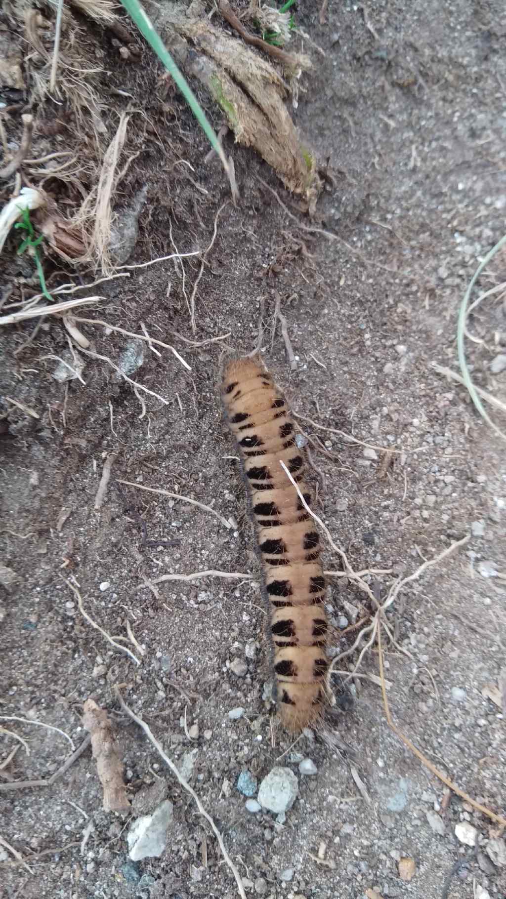 larva di Zygaenidae? No, Brahmaeidae: Lemonia cfr. taraxaci