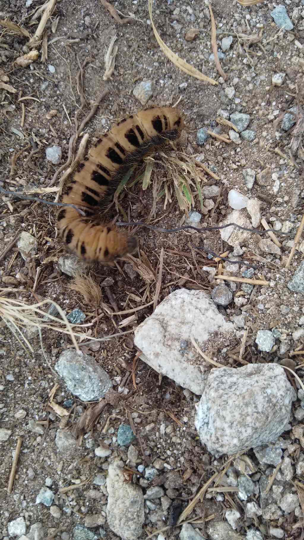 larva di Zygaenidae? No, Brahmaeidae: Lemonia cfr. taraxaci