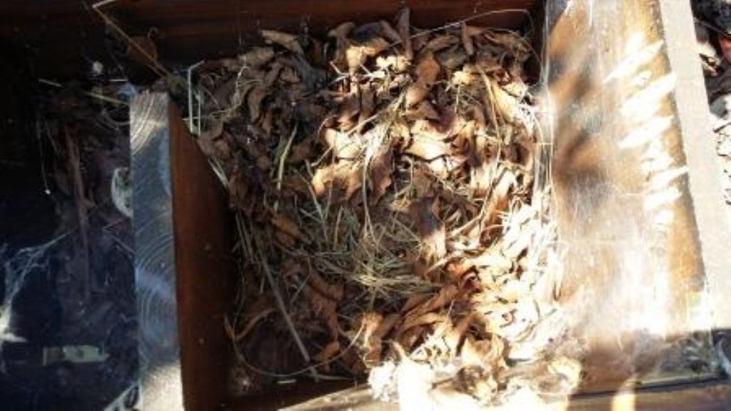 Particolare nido trovato in una cassetta per ricci.