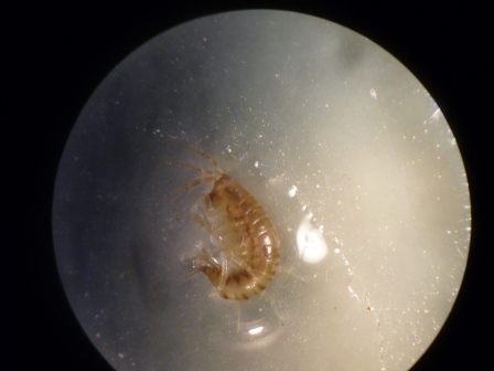 Piccoli crostacei da identificare