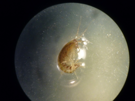 Piccoli crostacei da identificare