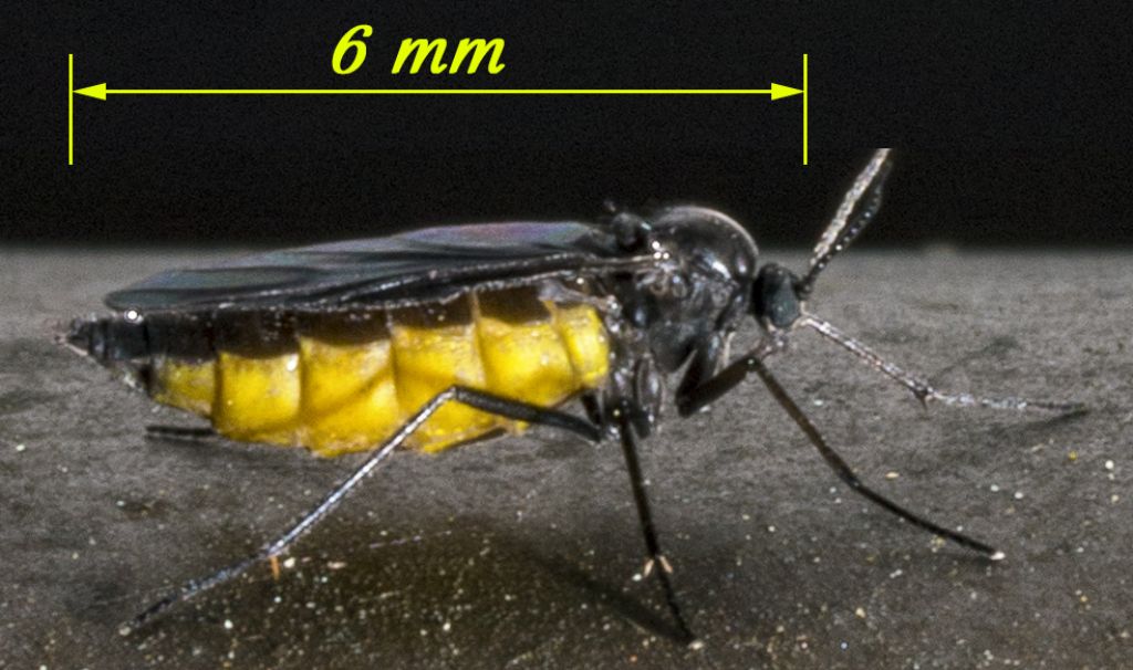 Sciaridae femmina: Sciara sp.