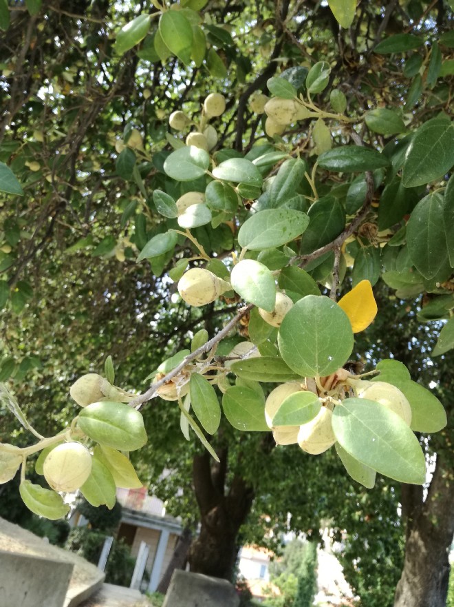 Lagunaria patersonia / Lagunaria di Paterson