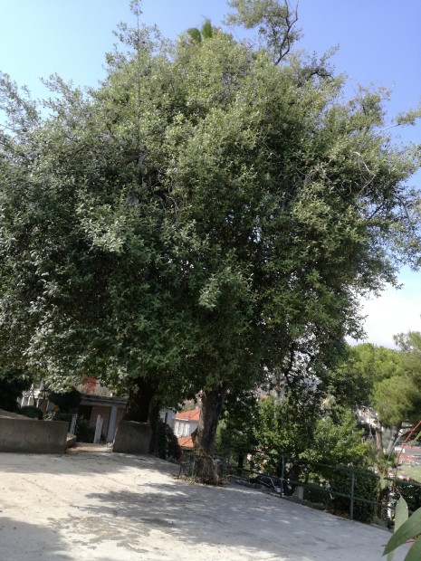 Lagunaria patersonia / Lagunaria di Paterson