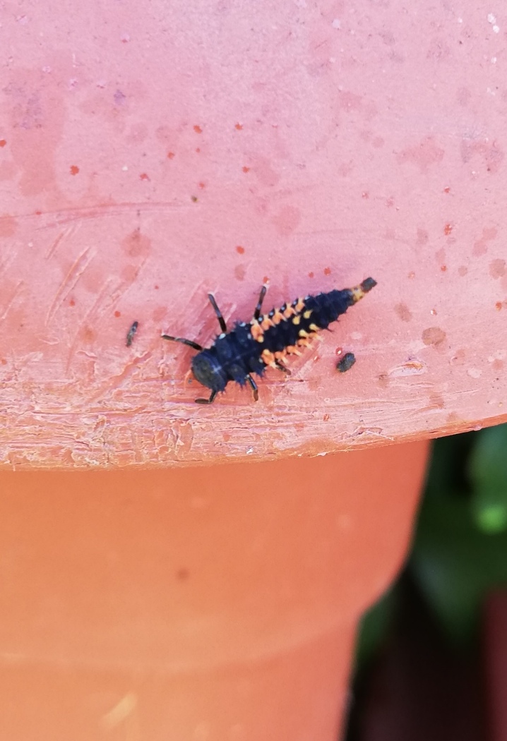 Che insetto ? Larva di coccinella Harmonia axyridis