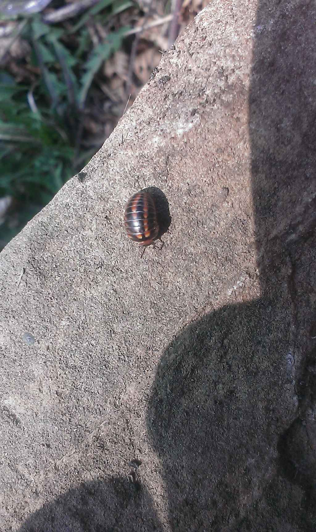 Glomeris oblongoguttata