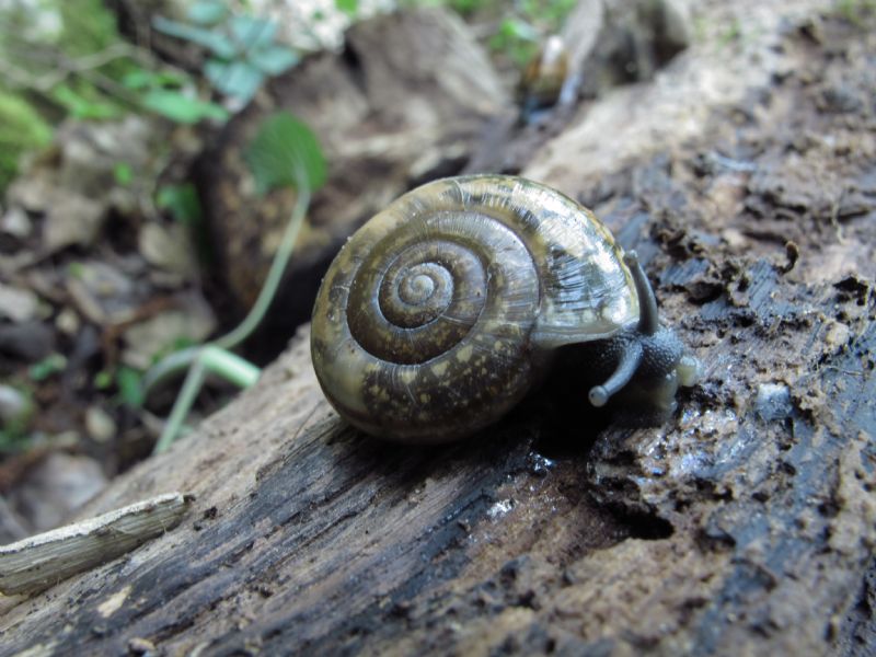 Chilostoma illyricum?