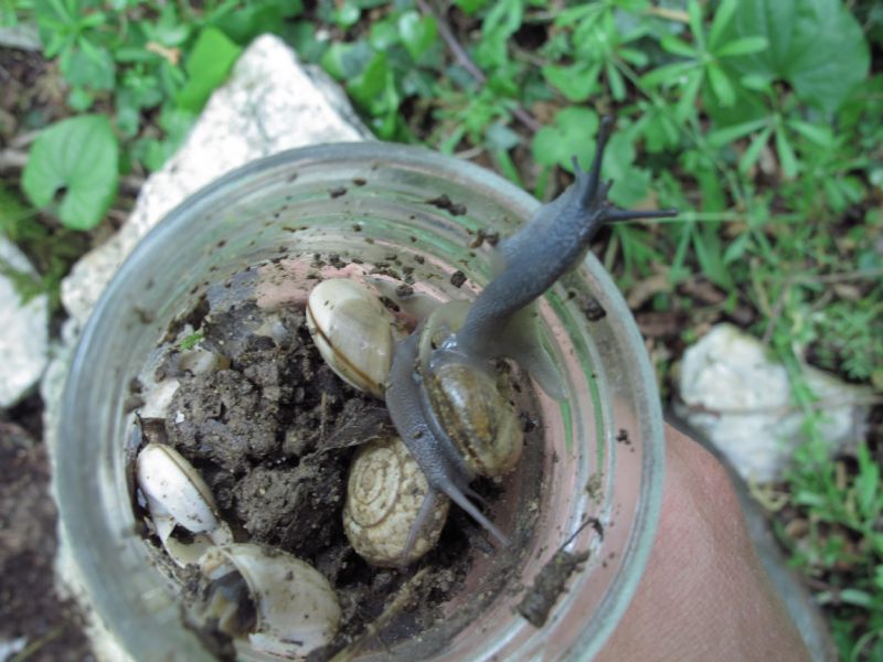 Chilostoma illyricum?