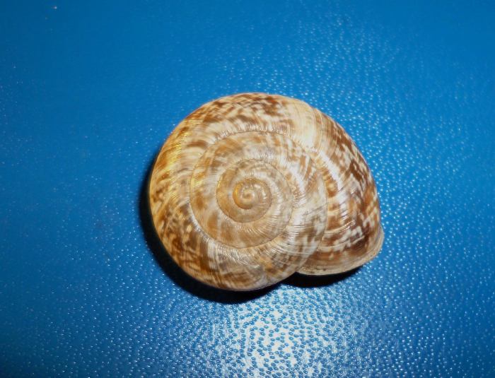 Chilostoma (?) dal cuneese